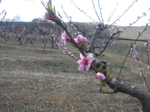 Cvetanje Breskve