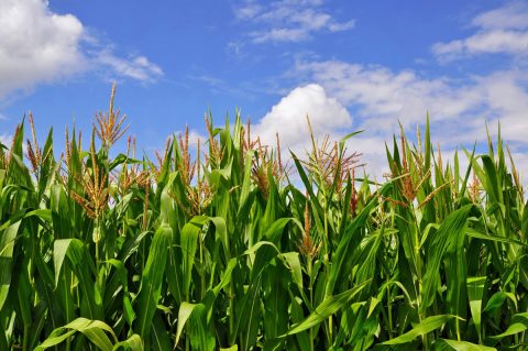 Zahtevi Kukuruza Prema Plodoredu Tipu Zemljišta I Osnovnom Djubrenju
