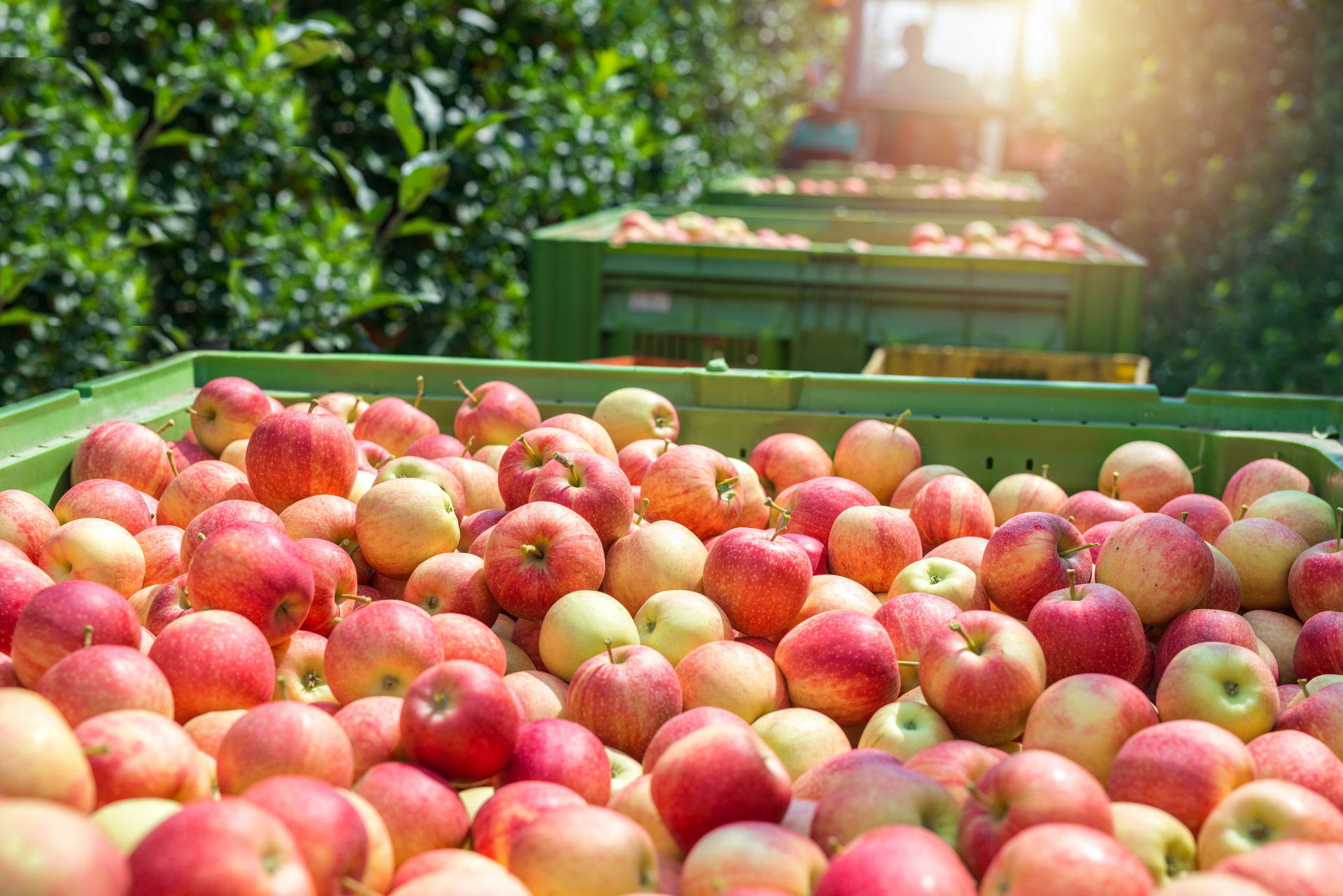 Food,farm,industry.,harvesting,apple,fruit,in,green,orchard.,pile