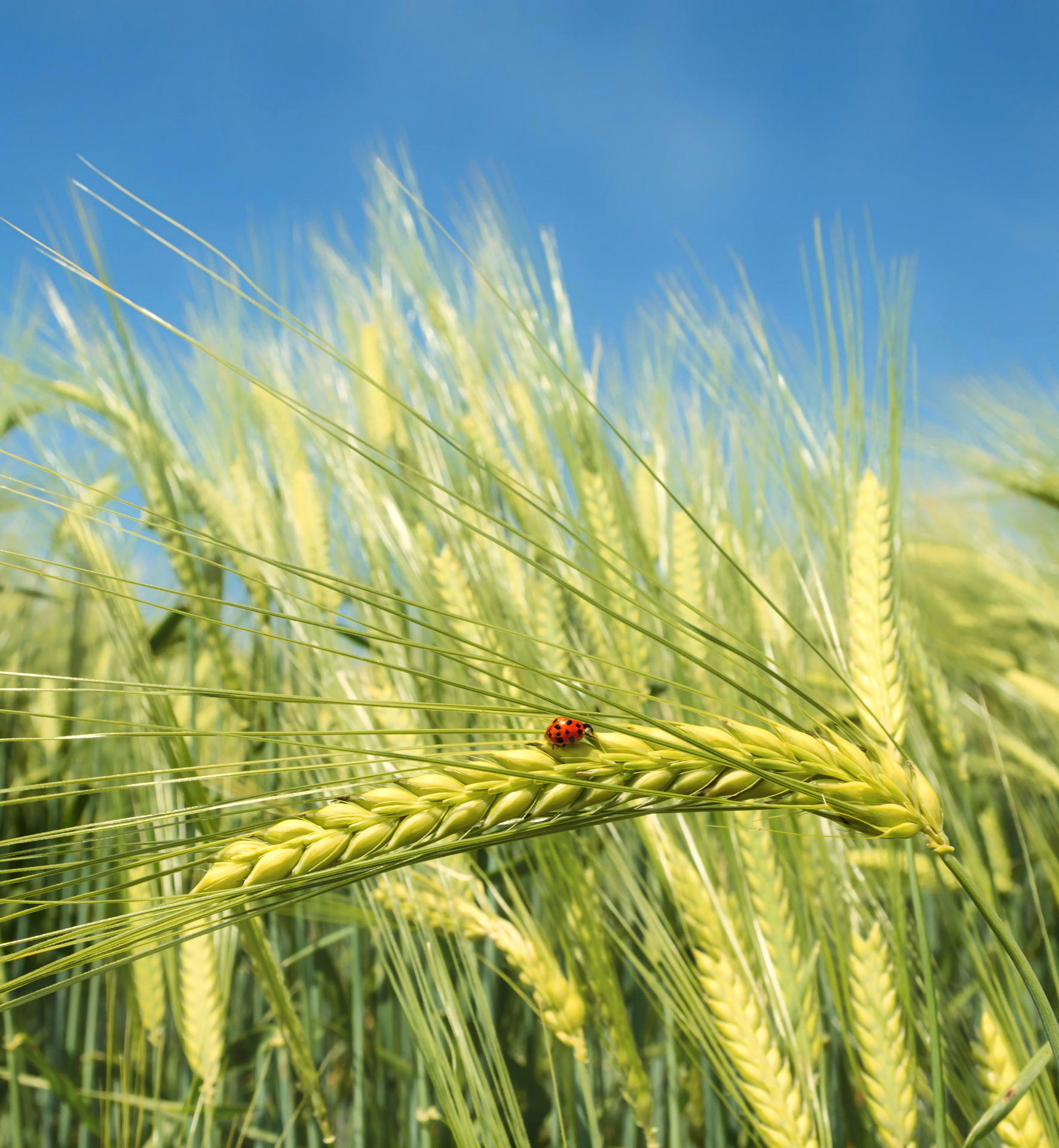 Green,barley,,wheat,ear,growing,in,agricultural,field.,green,unripe